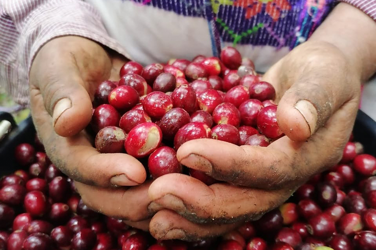  Se logró constituir una cooperativa y certificar la producción orgánica del grano.
