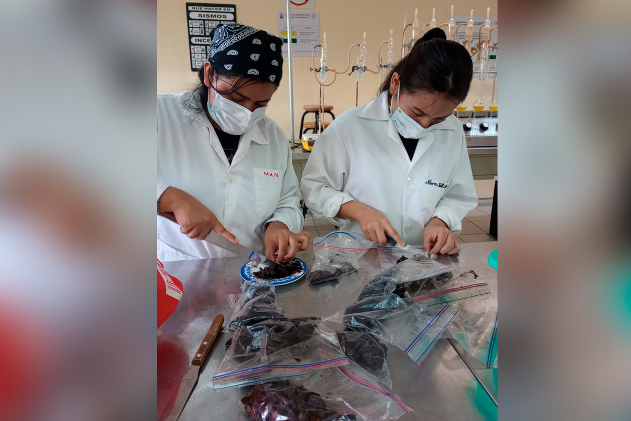 Realizan la caracterización nutrimental de la pulpa, cortezas y semillas de este fruto obtenido del árbol Tridimeris chiapensis.