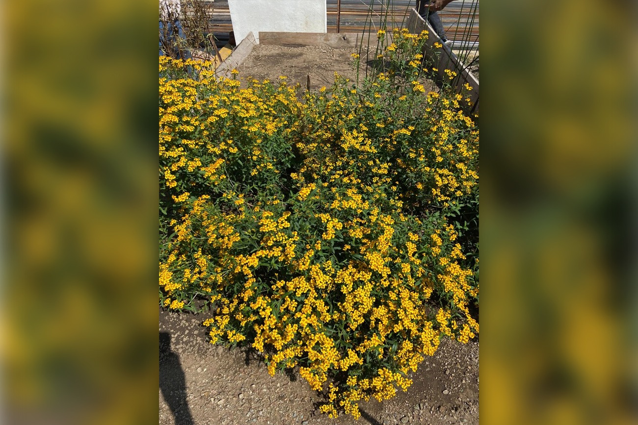  plantas tradicionales  