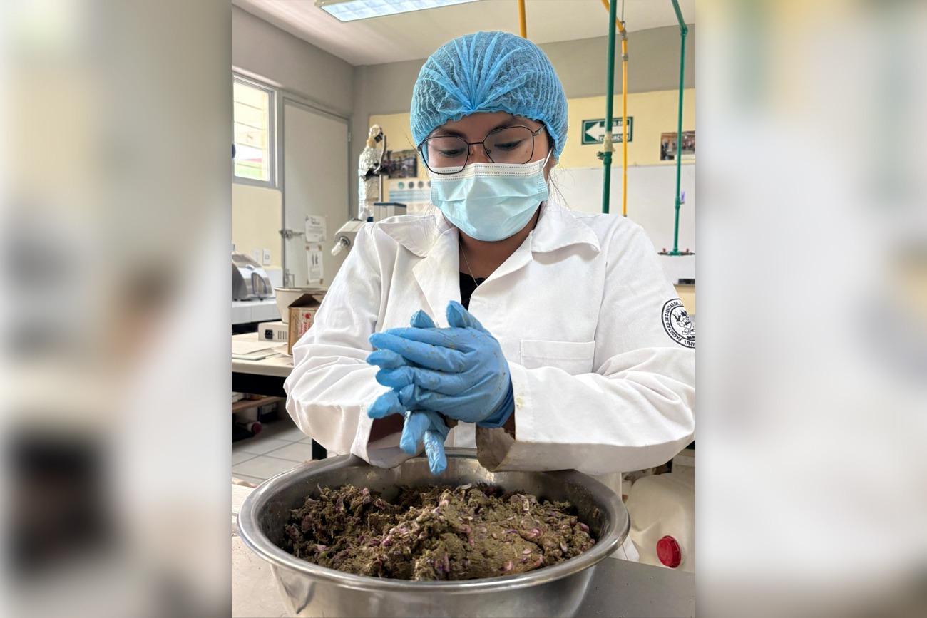   Estudian la seguridad del cuchunuc