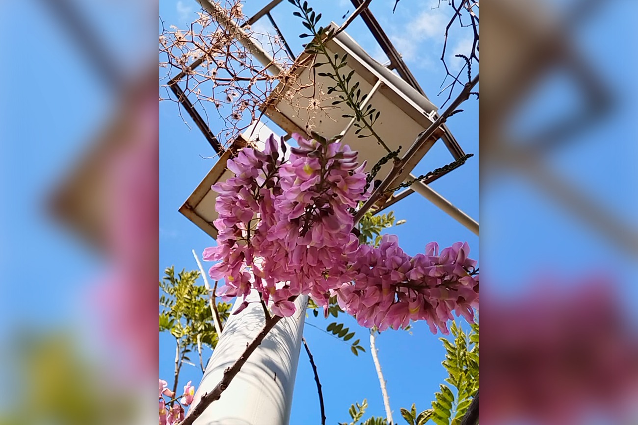  flor emblemática de la gastronomía zoque