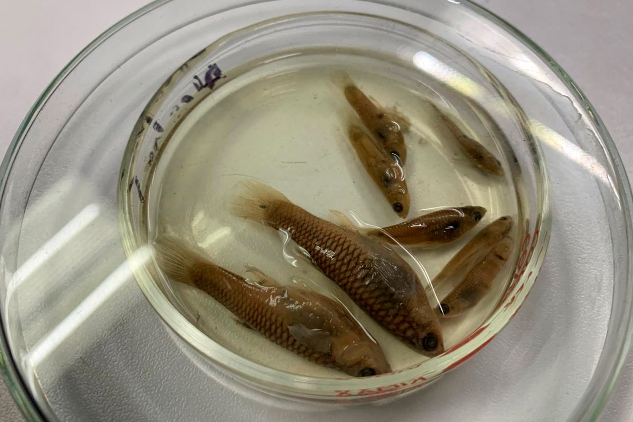 Peces del río Sabinal, Chiapas, México