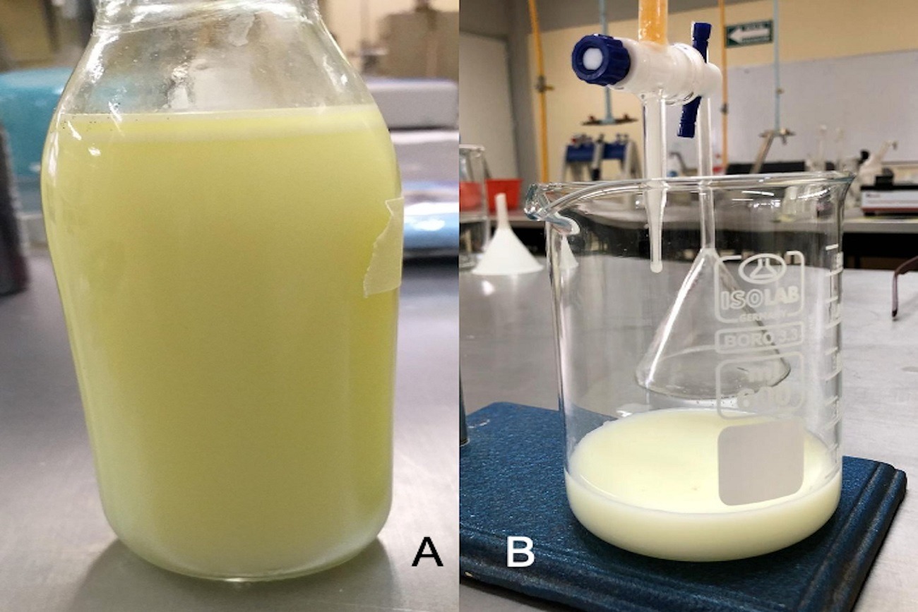 Investigación de la UNICACH transforma suero de leche en alimentos nutricionales