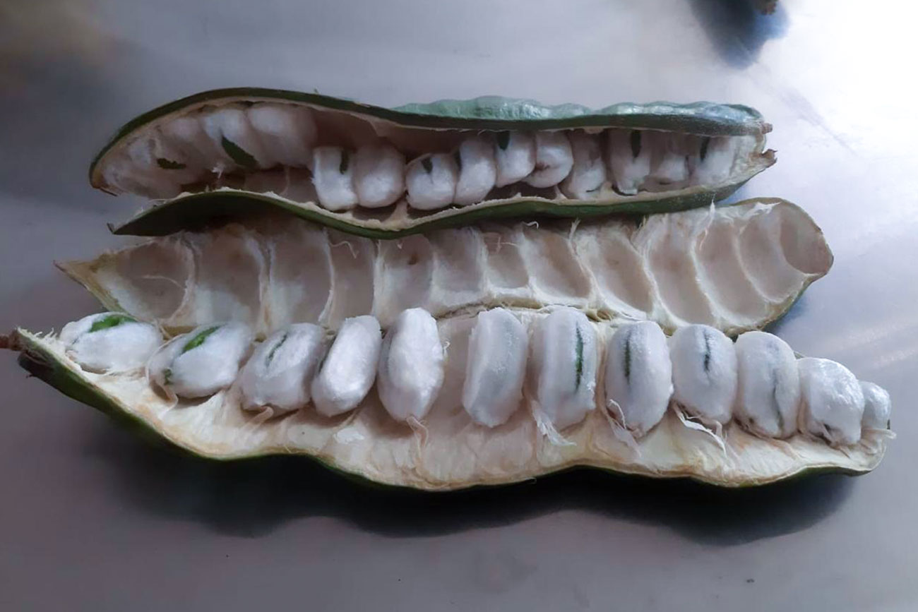 Investigadores de UNICACH y UNACH exploran almidones alternativos para uso cosmético