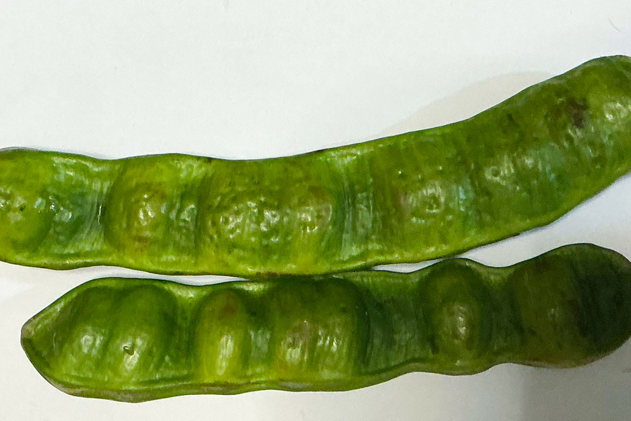 Investigadores de UNICACH y UNACH exploran almidones alternativos para uso cosmético