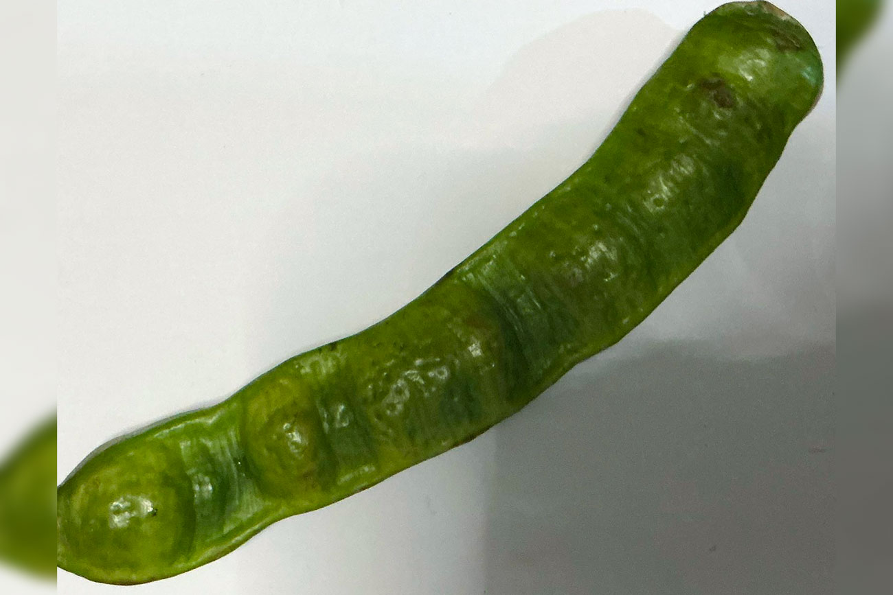 Investigadores de UNICACH y UNACH exploran almidones alternativos para uso cosmético