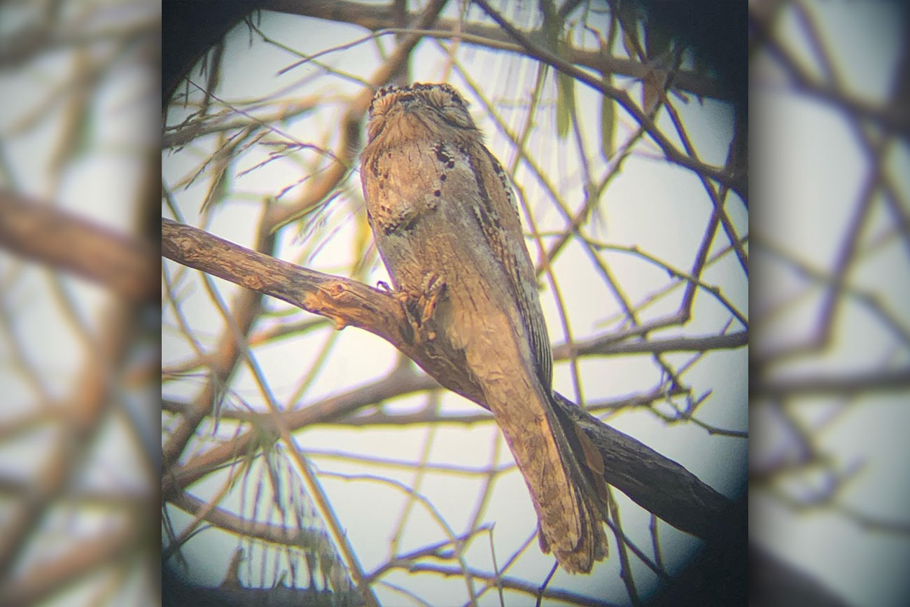 El bienparado, también conocido como pájaro estaca o Nyctibius griseus.