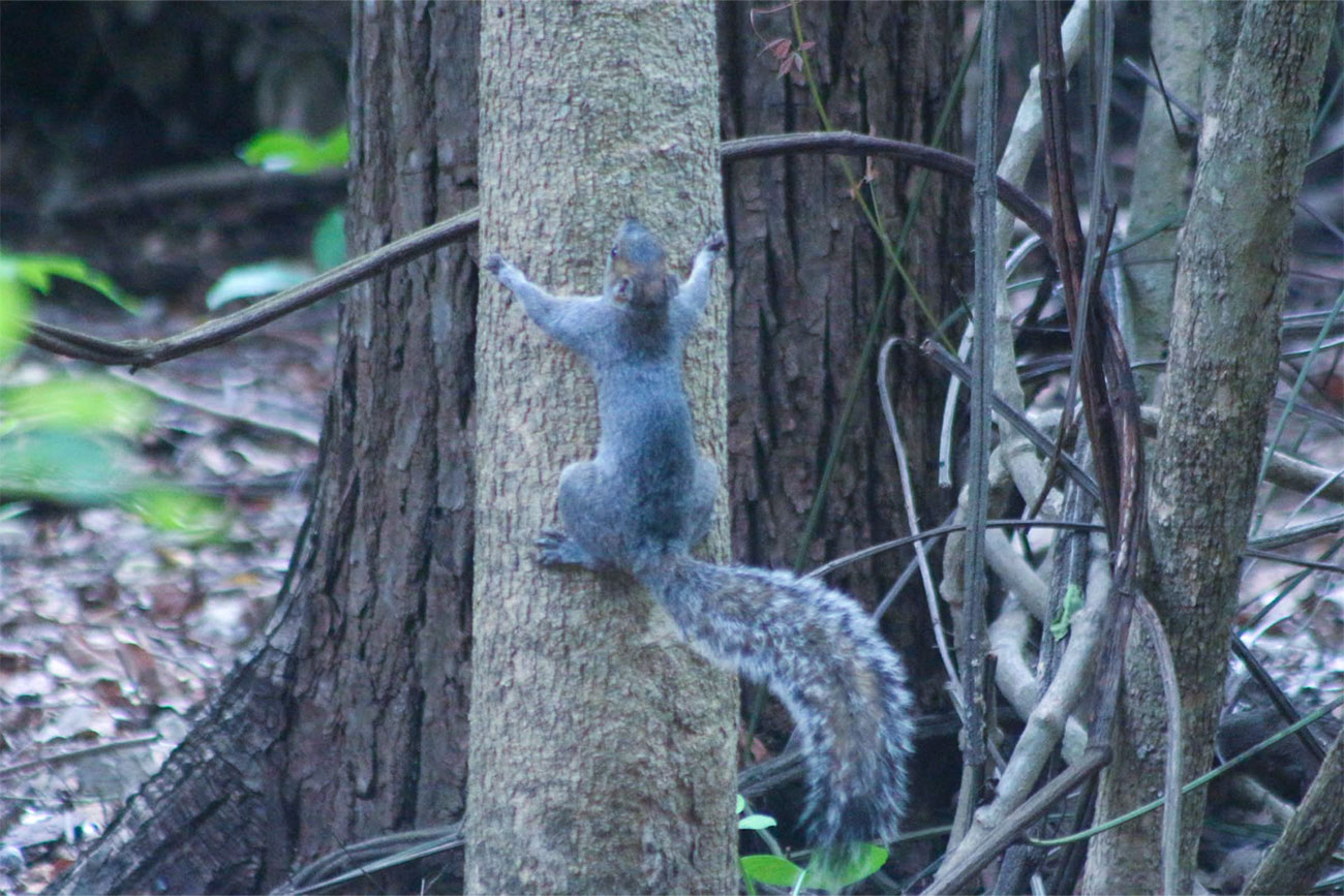 Ardilla gris (Sciurus griseus)