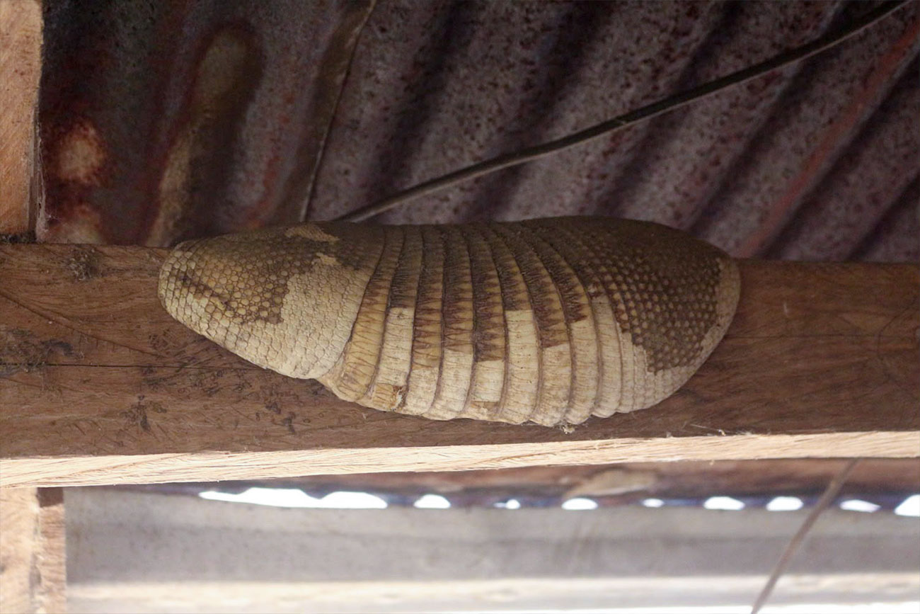 Armadura ósea de Armadillo nueve bandas (Dasypus novemcinctus)